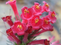 Erica vestita flowers